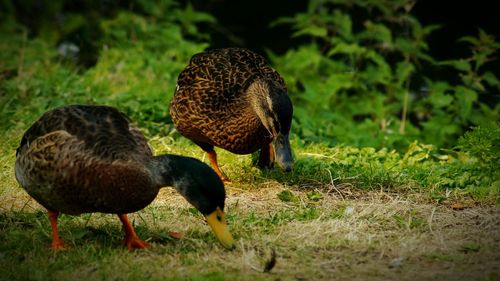 Mallard duck on field