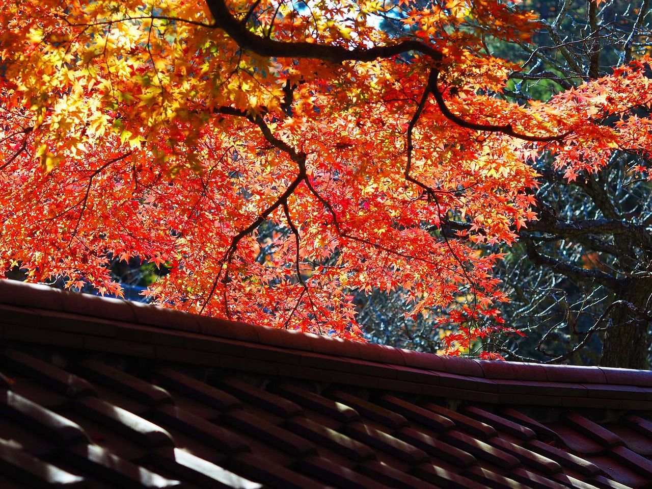 Tokei temple