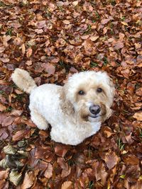 High angle view of dog lying on ground