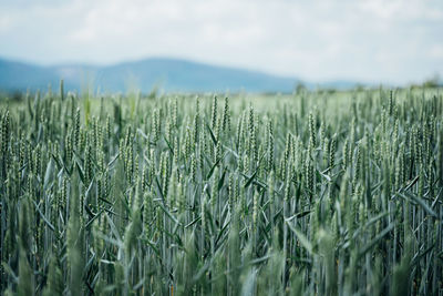 View of stalks in field against sky