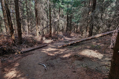 View of trees in forest