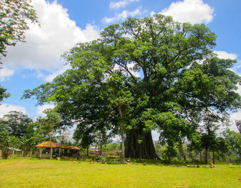 Trees against sky