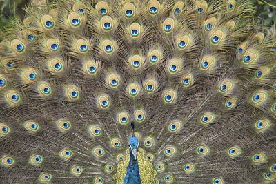 Full frame shot of peacock