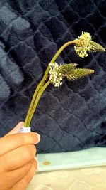 Close-up of hand holding yellow flower