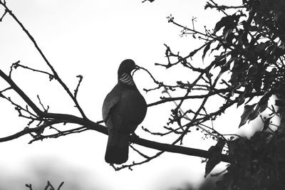 Low angle view of bird perching on tree against clear sky