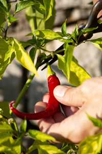 Midsection of person holding red plant