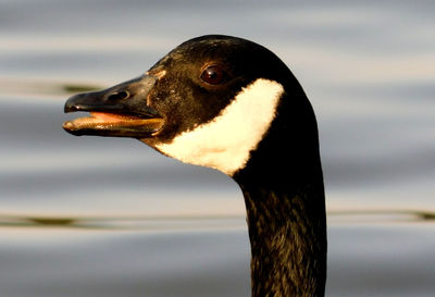 Close-up of a duck