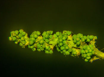Close-up of yellow flower