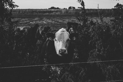 Portrait of cow standing on field