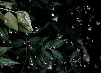 Close-up of wet plants at night