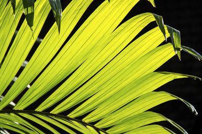 Close-up of palm leaves
