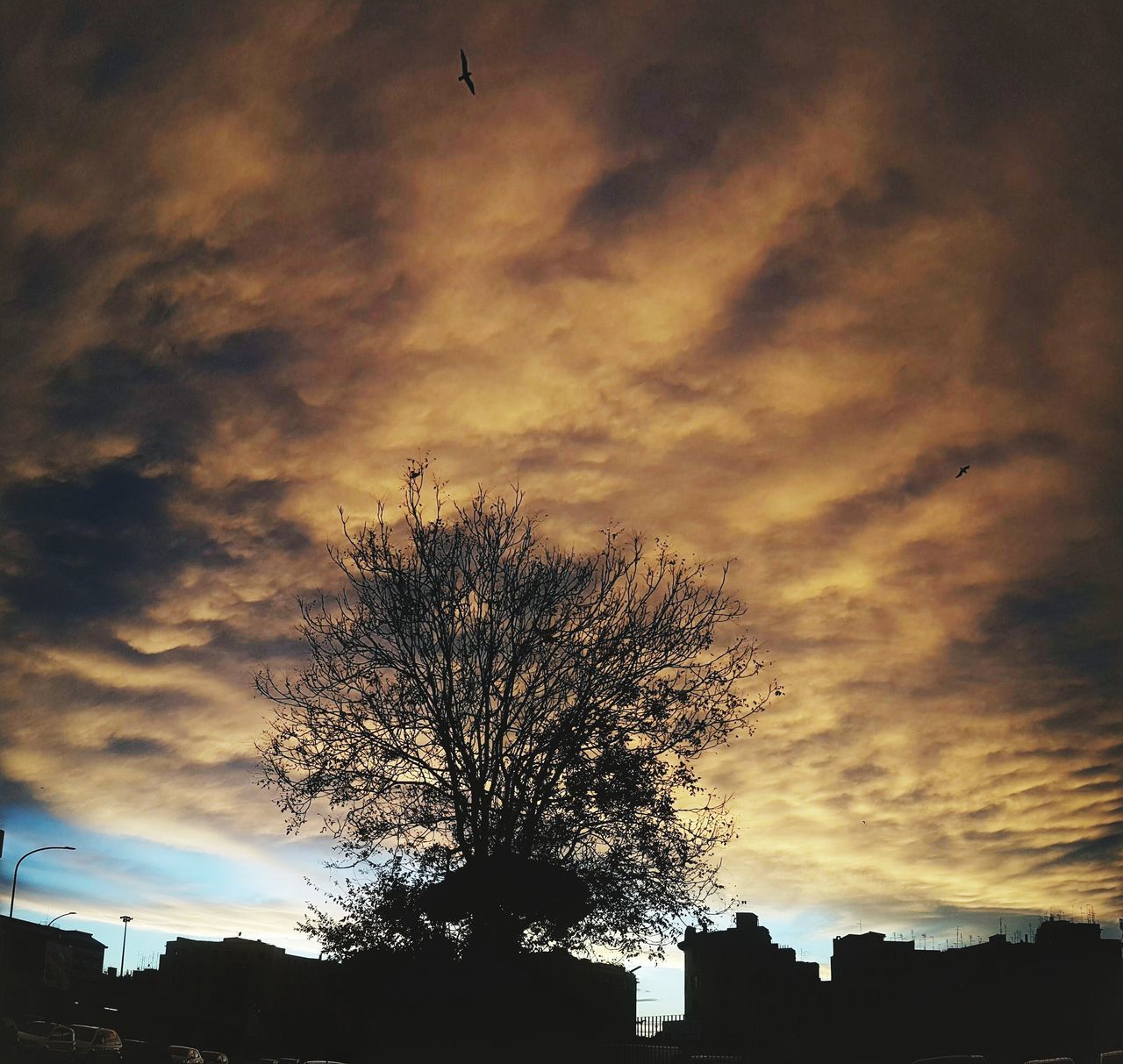 LOW ANGLE VIEW OF SILHOUETTE TREE AGAINST BUILDINGS AT SUNSET