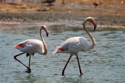 Flamingos in lake on sunny day