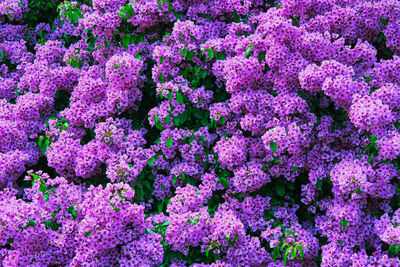 High angle view of pink flowering plants