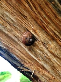 Close-up of wooden plank