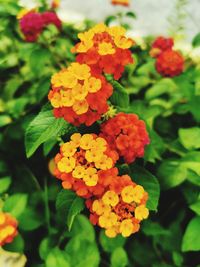 Close-up of yellow flowering plants