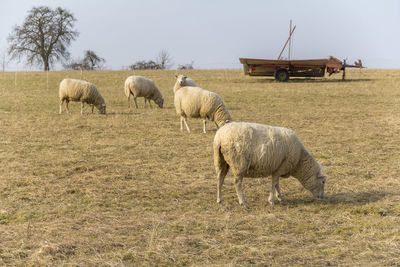 Sheep grazing in a field