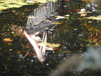 Close-up of turtle in water