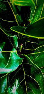 Close-up of green lizard on plant