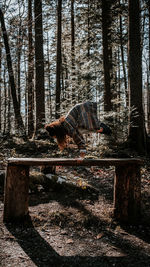 View of an trees in the forest