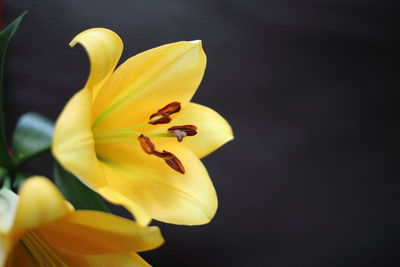 Close-up of yellow flower against black background