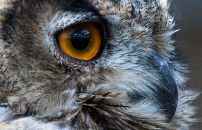 Close-up portrait of owl