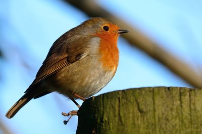 Close-up of bird perching against sky