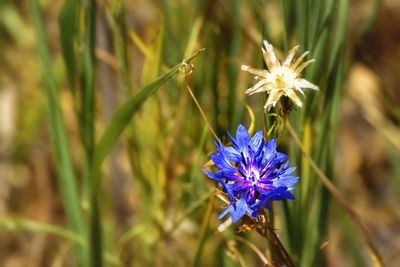 Close-up of purple flowering plant