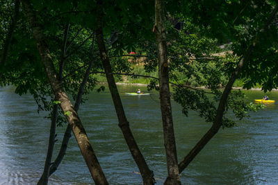 Trees in water