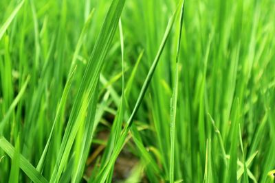 Full frame shot of fresh green grass