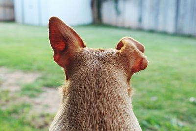 Close-up of a dog looking away