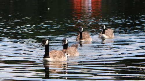 Canada geese swimming in lake