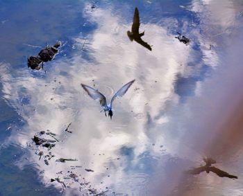 High angle view of birds flying over water