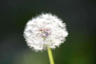 Close-up of dandelion flower