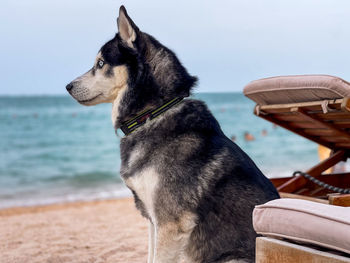 Portrait of dog on beach