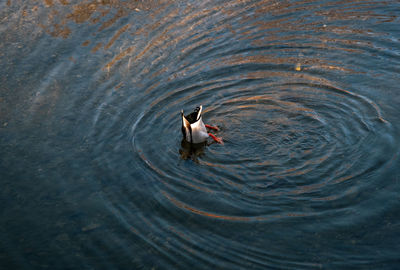 High angle view of ducks swimming in lake