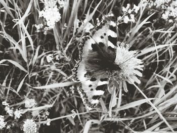 High angle view of insect on flower