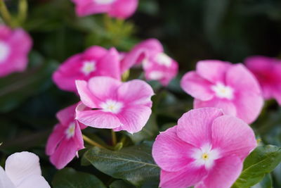 Close-up of pink flowering plants