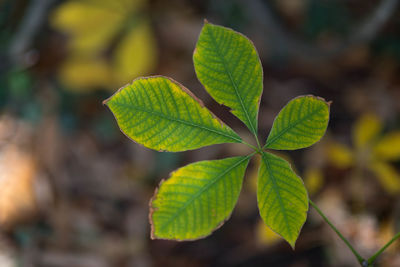 Close-up of green leaves