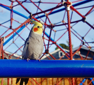 Cockatiel bird standing on blue metal bar on play structure 