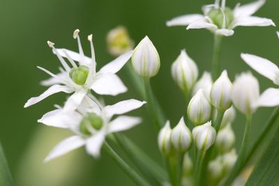 Close-up of white flowers