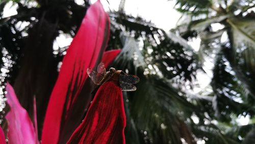 Close-up of red flower on plant