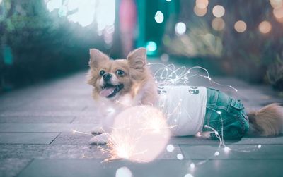 Portrait of dog sitting in illuminated light