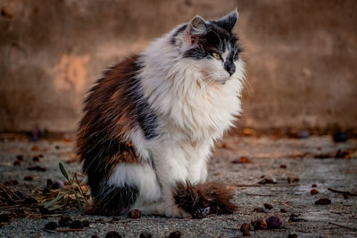 Close-up of a stray cat sitting like a model