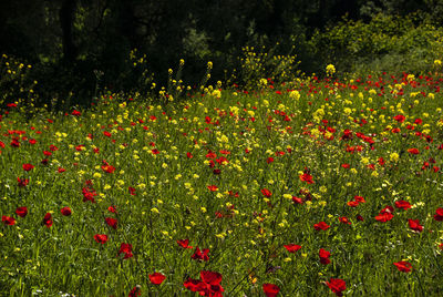 Red poppy flowers on field