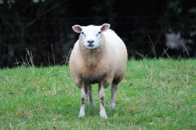 Portrait of sheep standing in field
