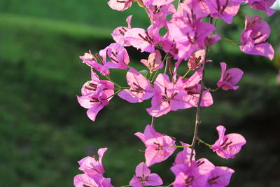 Close-up of pink flowering plant