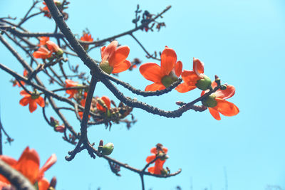 Low angle view of flowering plant against sky