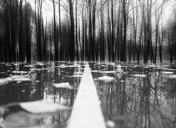 Reflection of bare trees in lake during winter