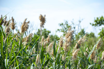 Close-up of corn field against sky